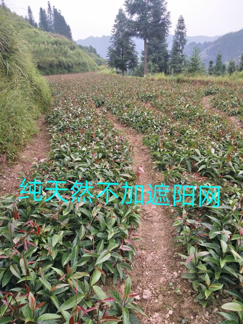 杂交少籽布福娜、黑老虎一年优质高产苗原产地直发