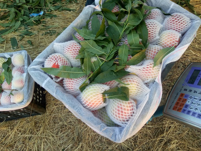 映霜红桃子大量上市中，个头大，价格美丽。