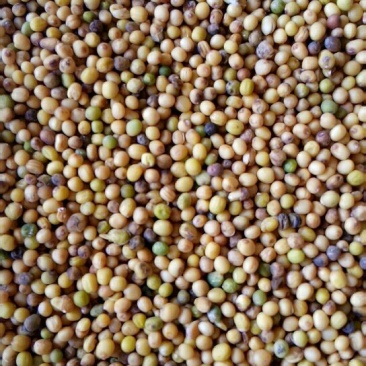 一等油菜子，