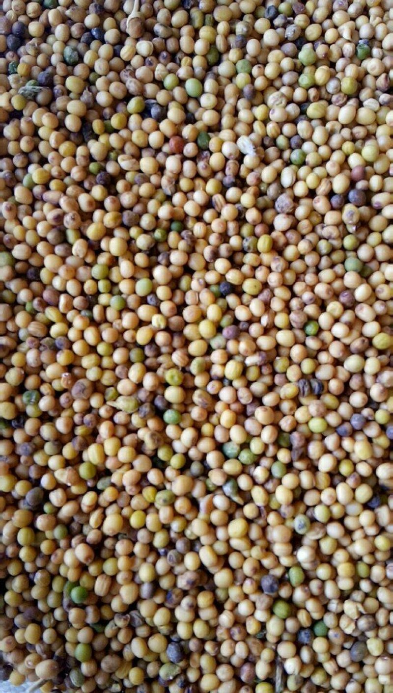 一等油菜子，