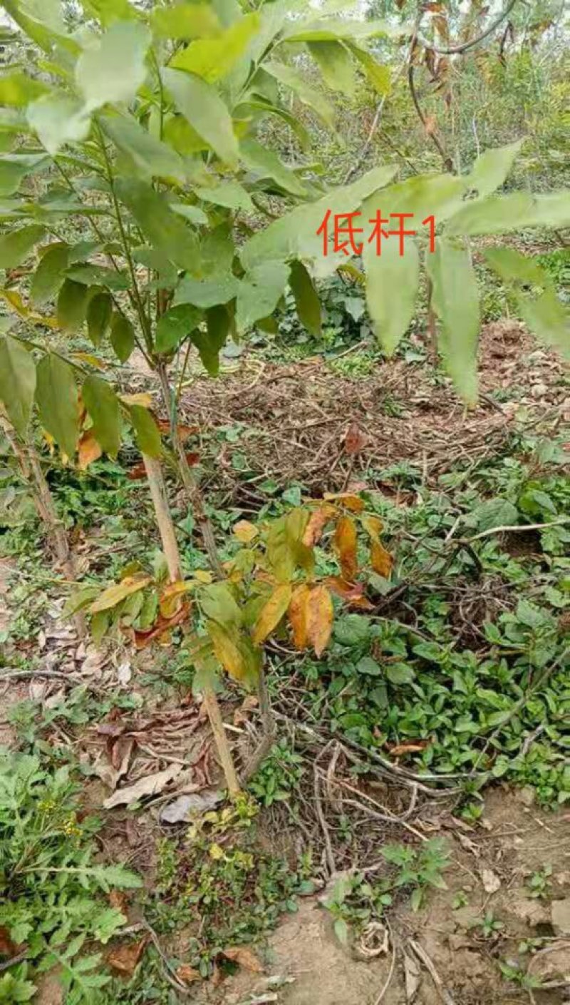 藤本植物紫藤