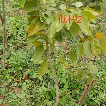 藤本植物紫藤