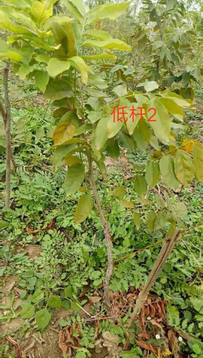 藤本植物紫藤