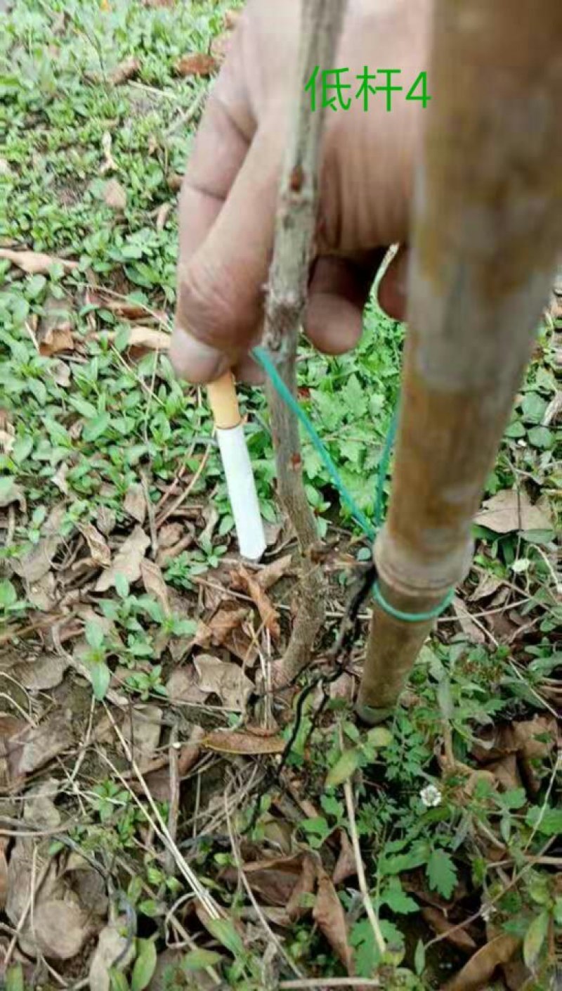 藤本植物紫藤