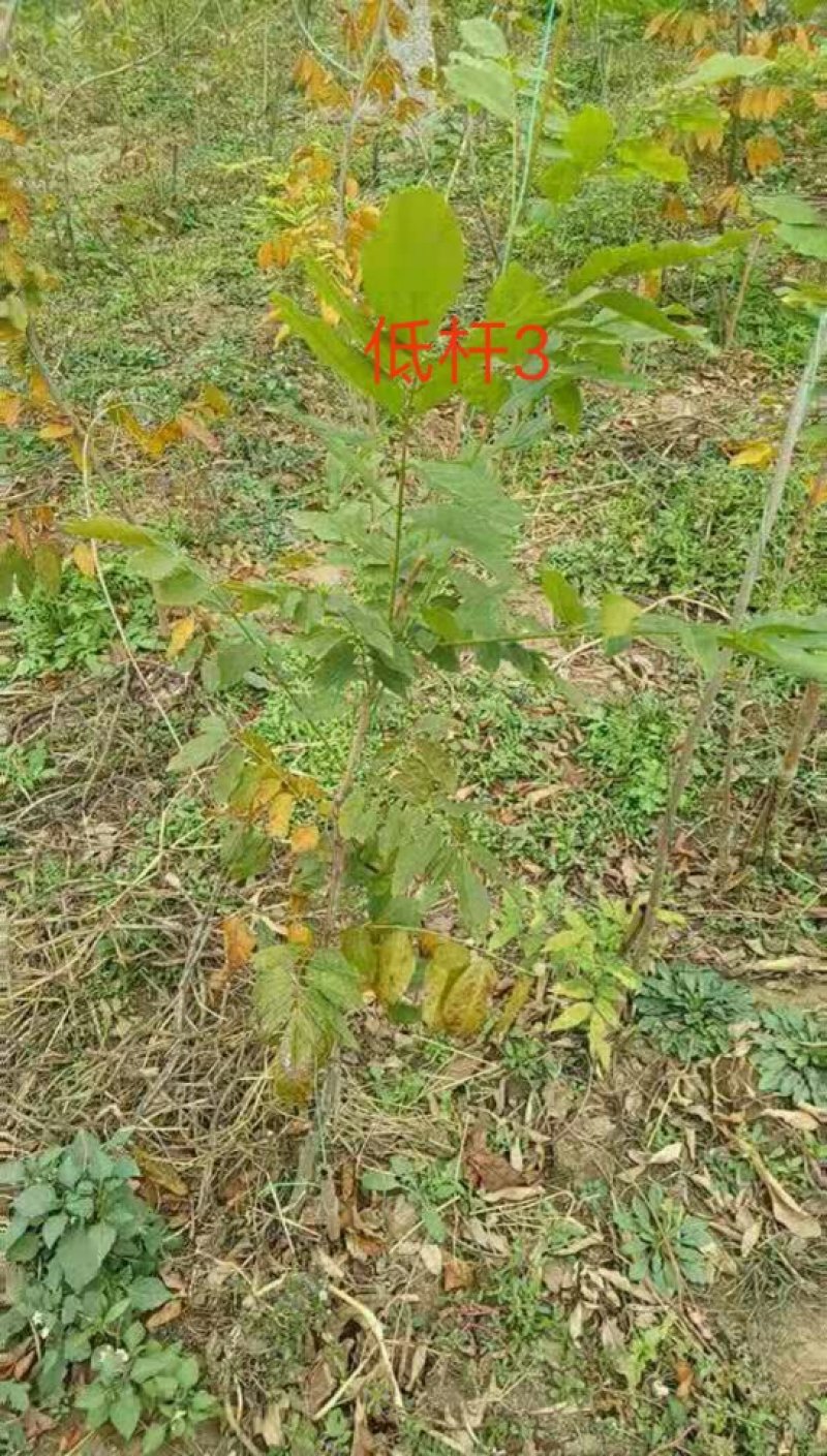 藤本植物紫藤