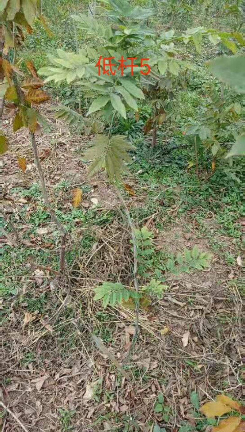藤本植物紫藤