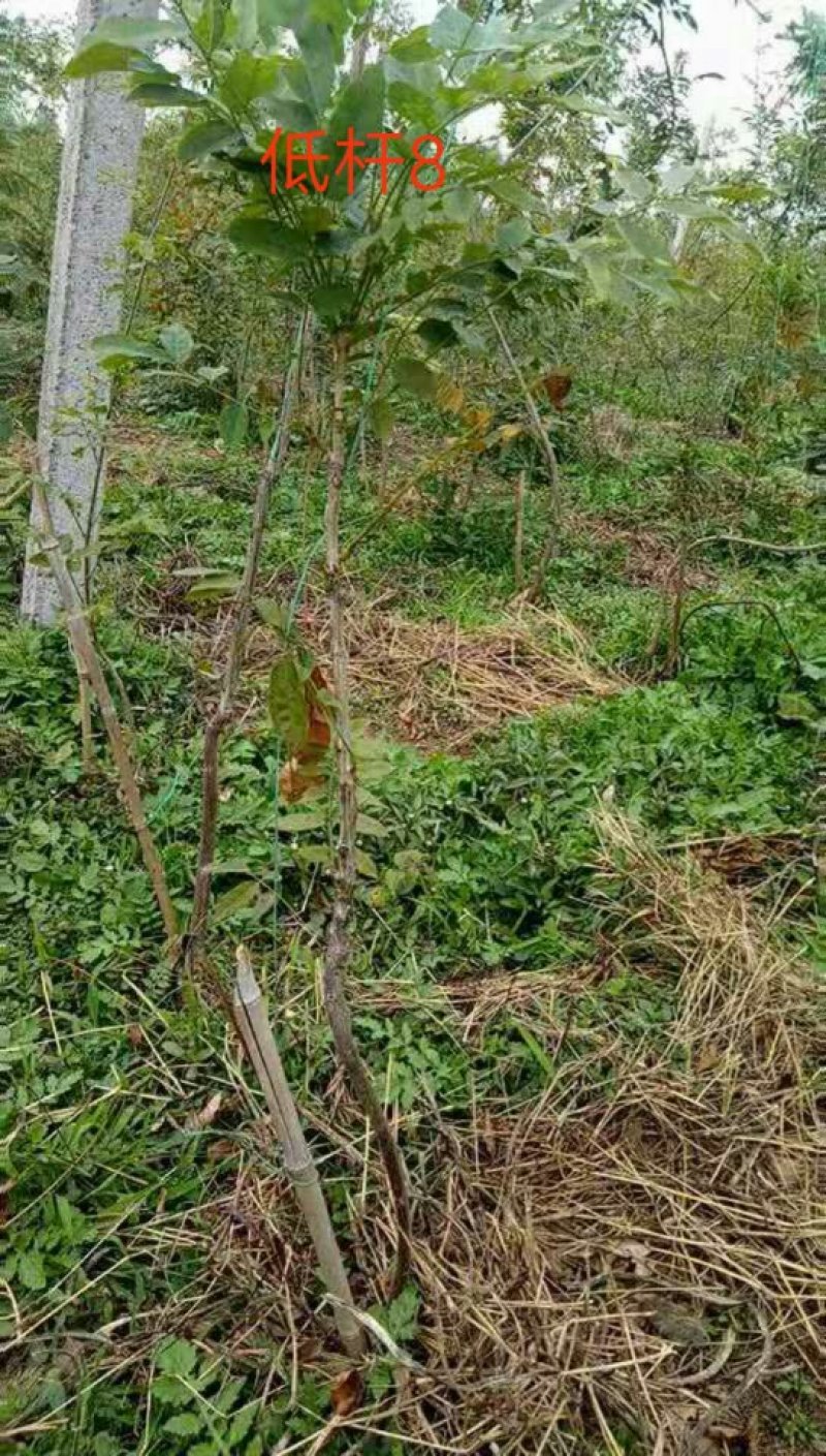藤本植物紫藤
