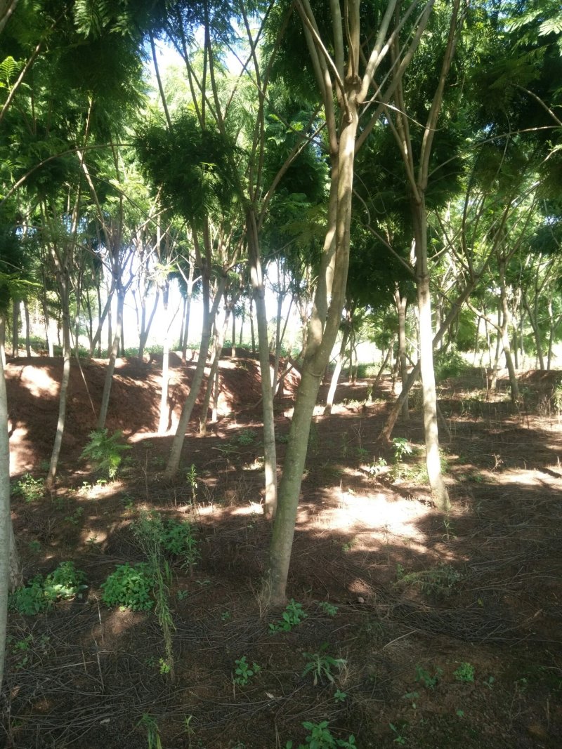 尖叶蓝花楹10~20m