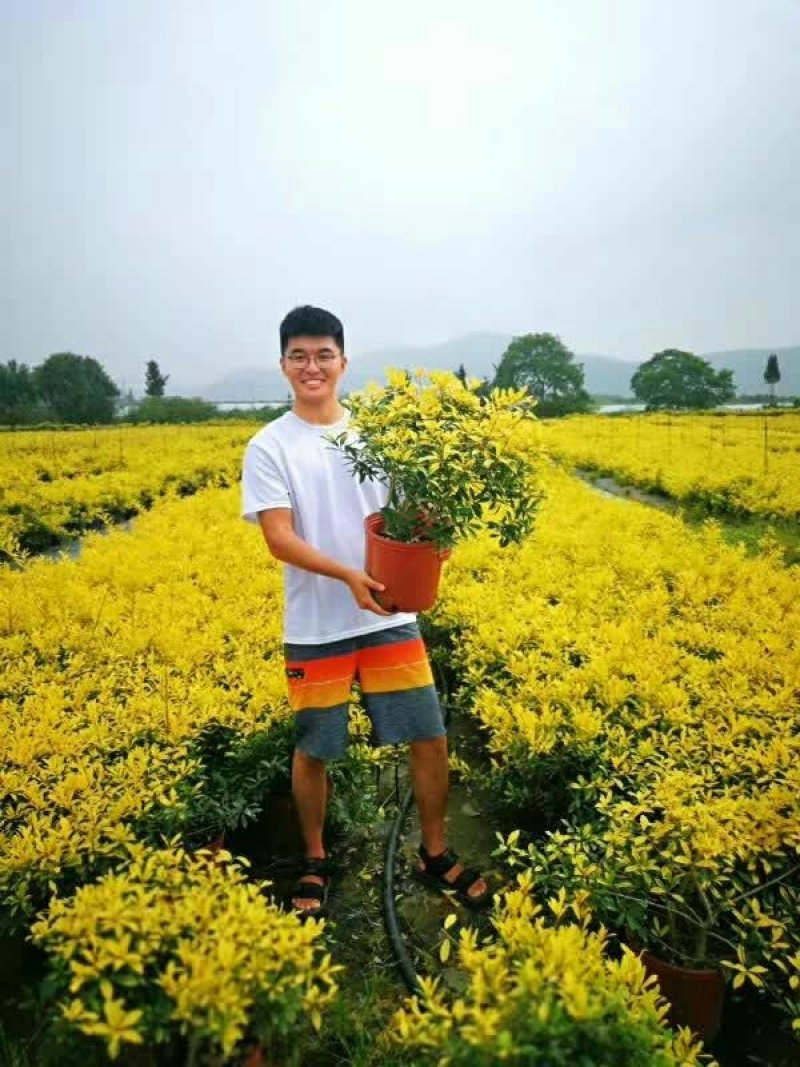 黄金构骨，金叶品种的王者。四季金黄，值得推广。