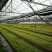黄金构骨，金叶品种的王者。四季金黄，值得推广。