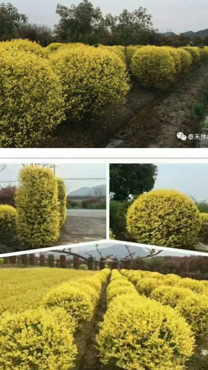 黄金构骨，金叶品种的王者。四季金黄，值得推广。