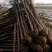 精品枇杷树2公分到20公分常年供应
