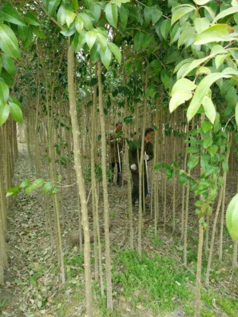 精品枇杷树2公分到20公分常年供应