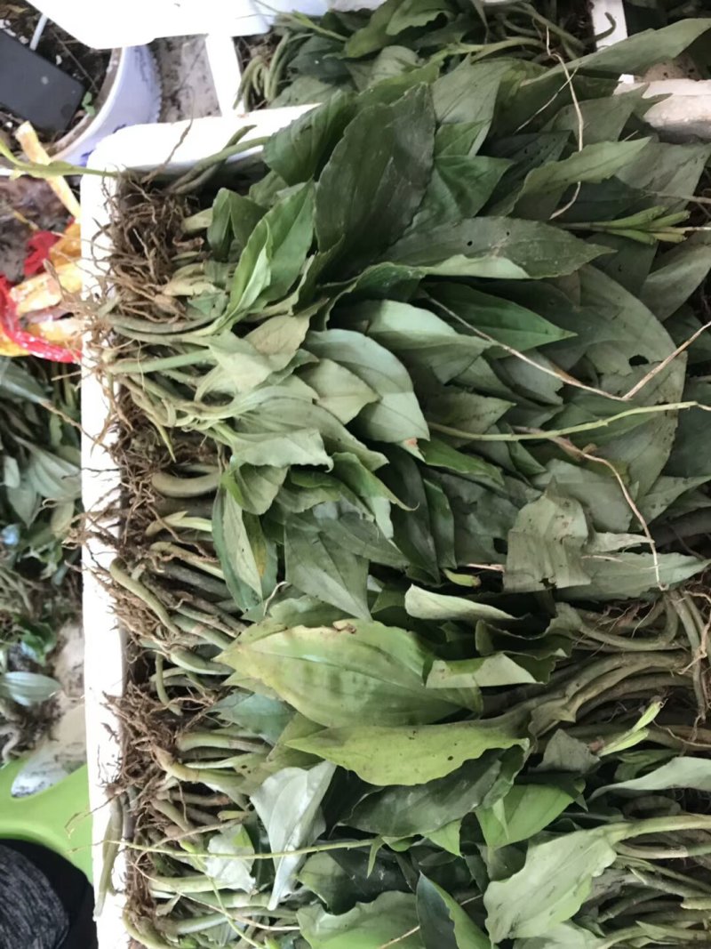 四川，重庆见血清鲜货，种苗