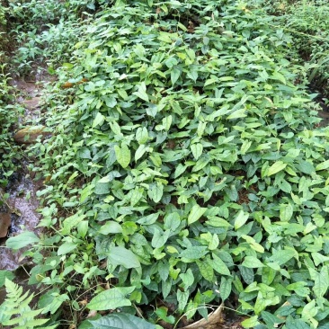 金果榄（地苦胆）种苗