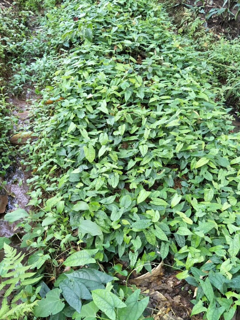 金果榄（地苦胆）种苗