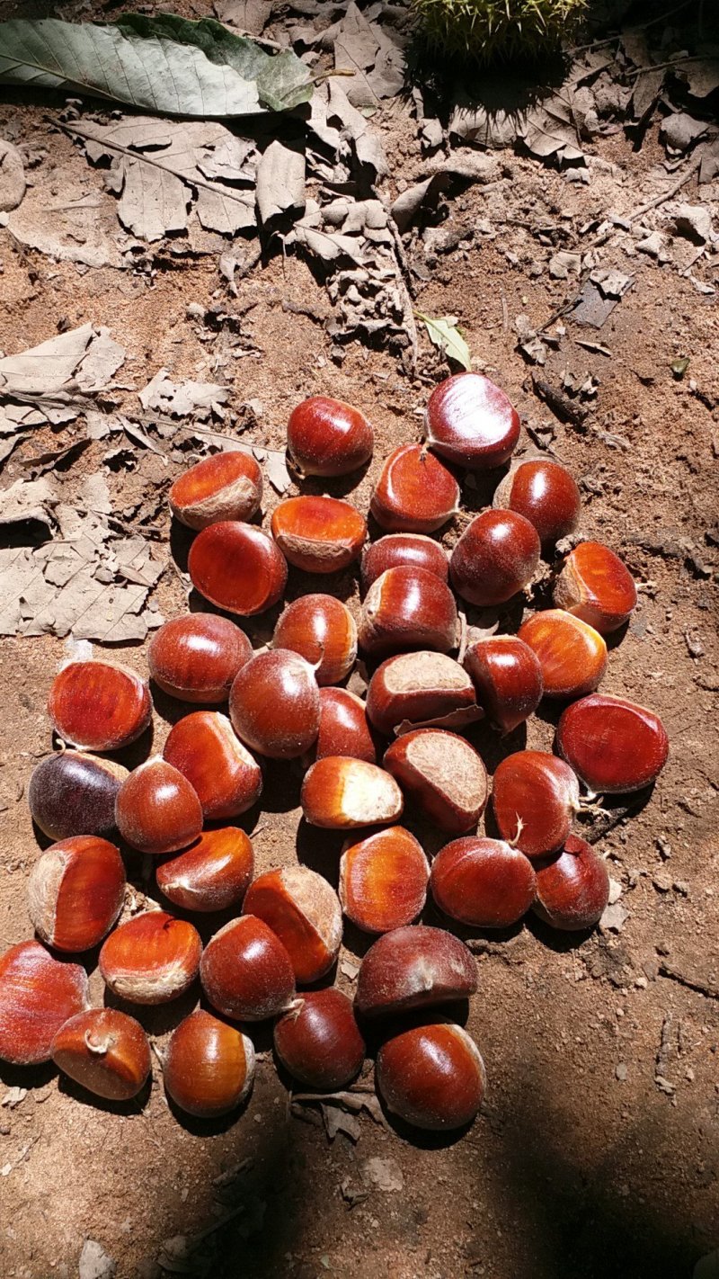 山东郯城老树板栗，香甜软糯，产地发货，常年团购电商供货