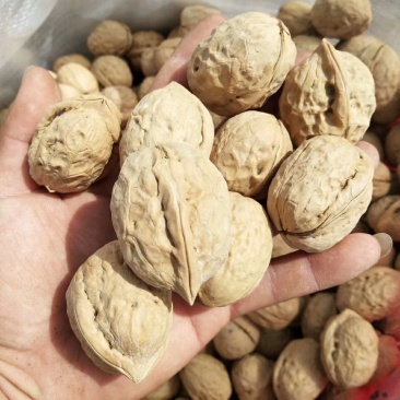 新疆薄皮核桃