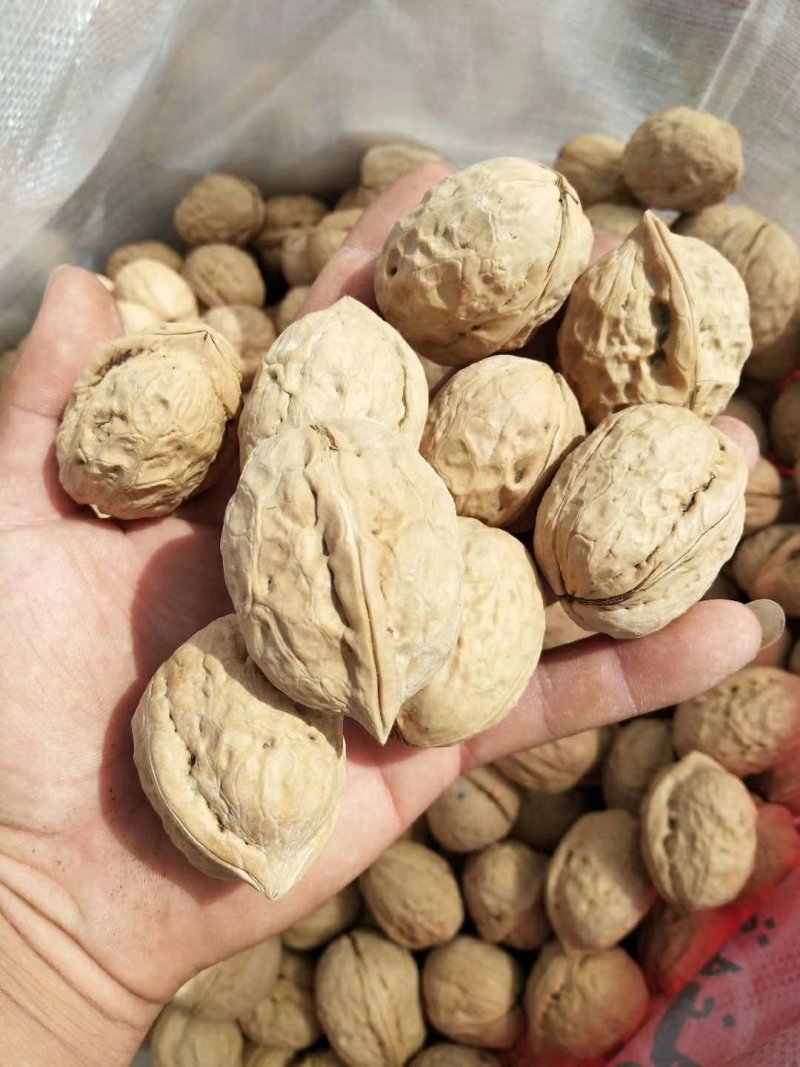 新疆薄皮核桃