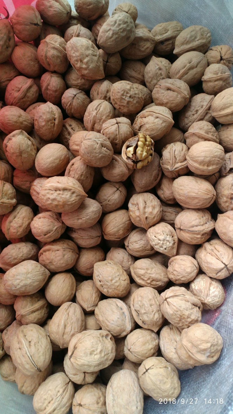 新疆薄皮核桃