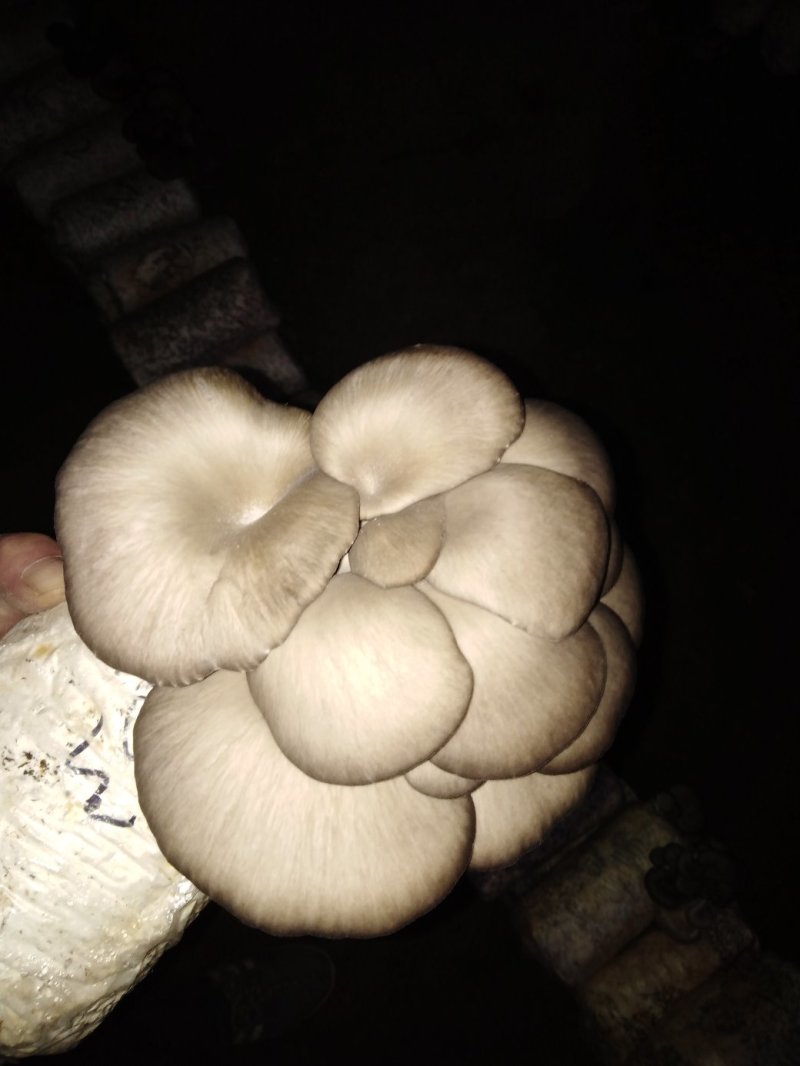 无公害菌棒
