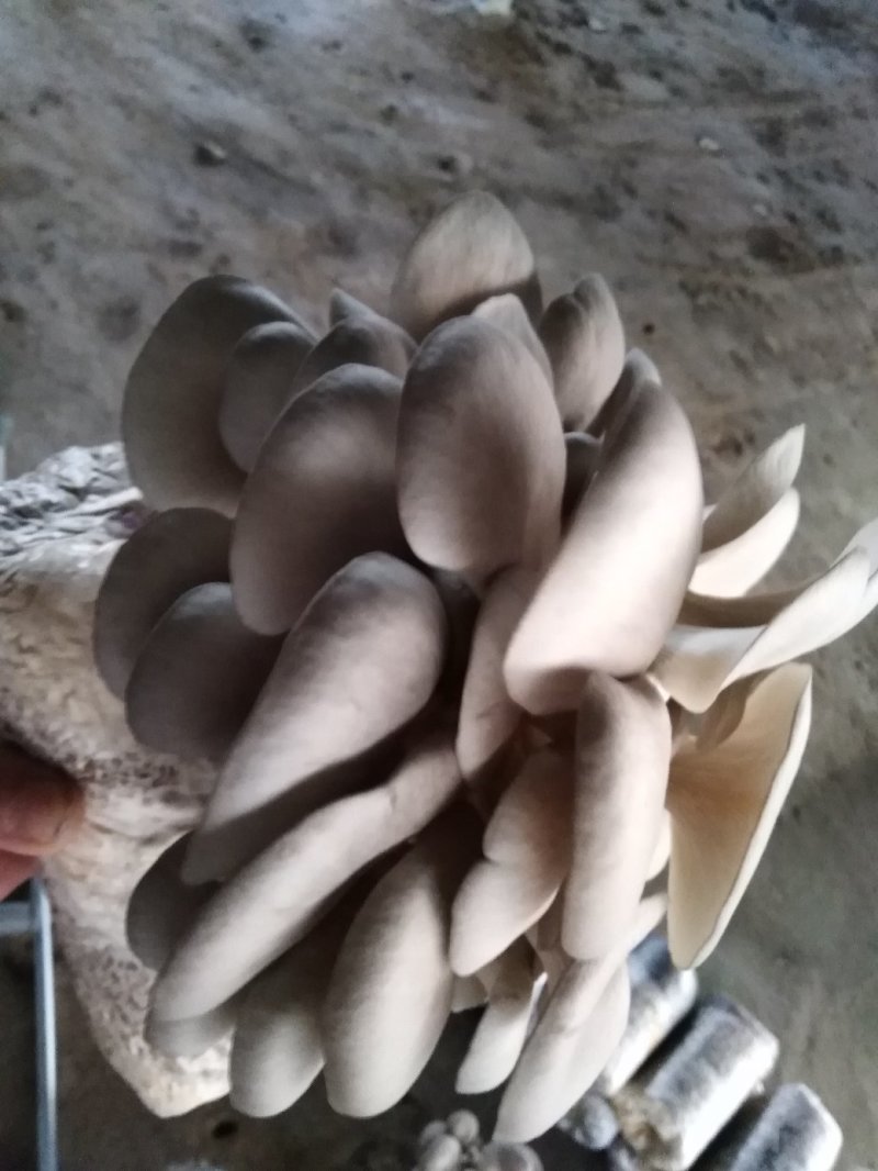 无公害菌棒