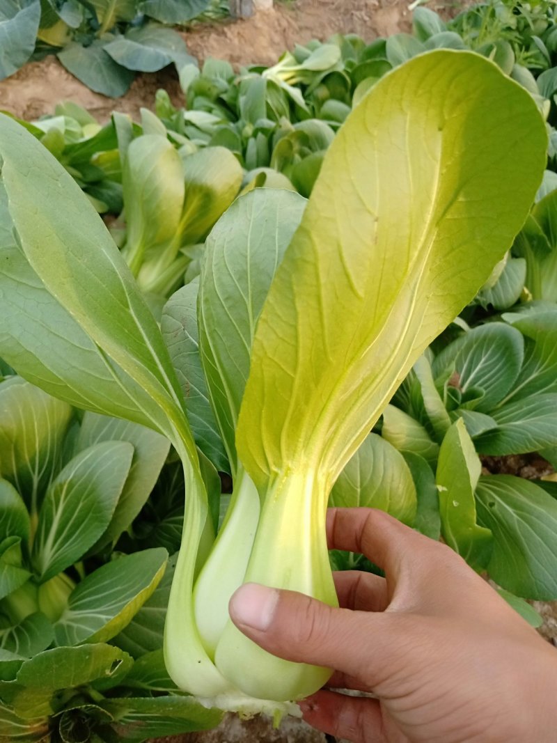 青梗菜2两以上