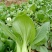 青梗菜2两以上