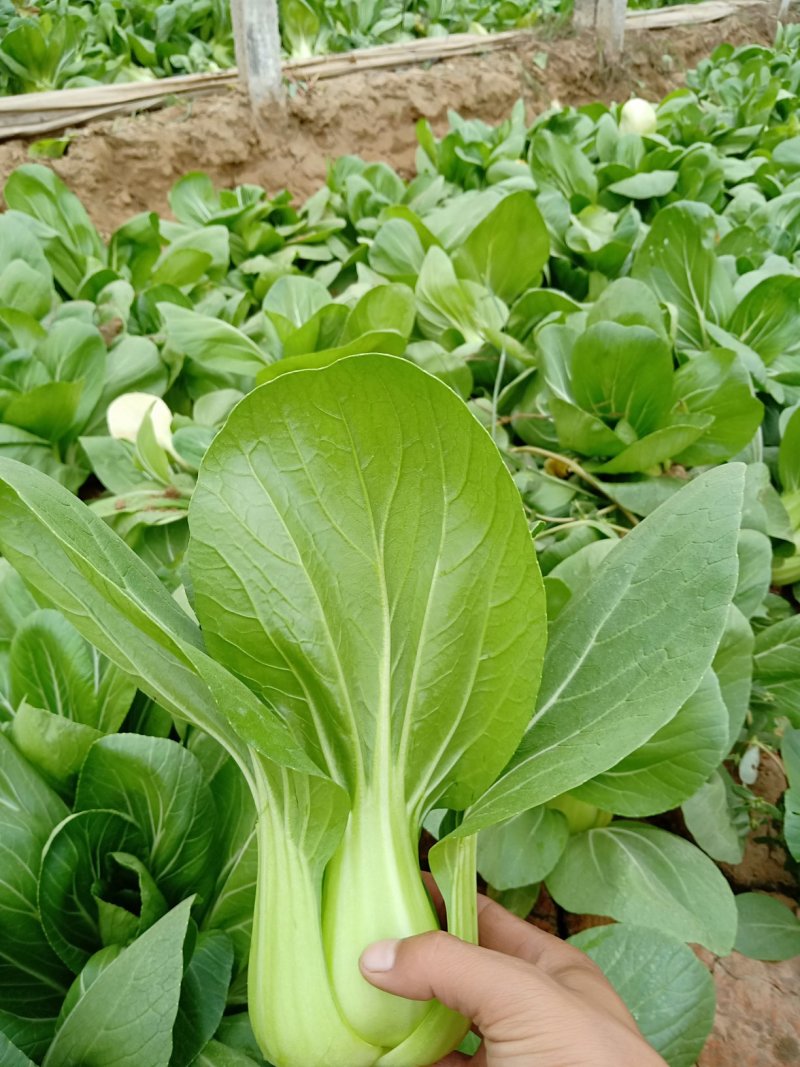 青梗菜2两以上