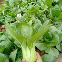 青梗菜2两以上