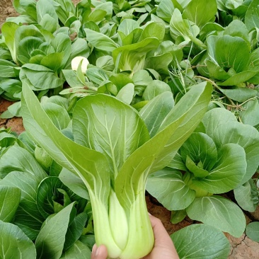 青梗菜2两以上