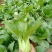 青梗菜2两以上