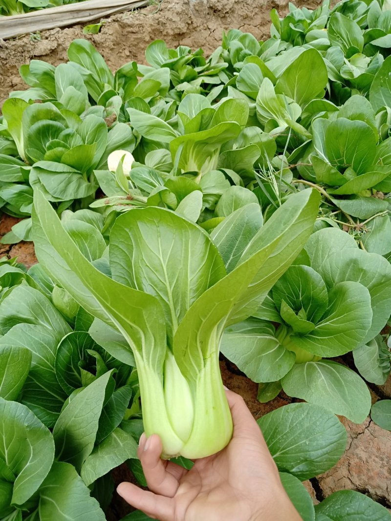 青梗菜2两以上