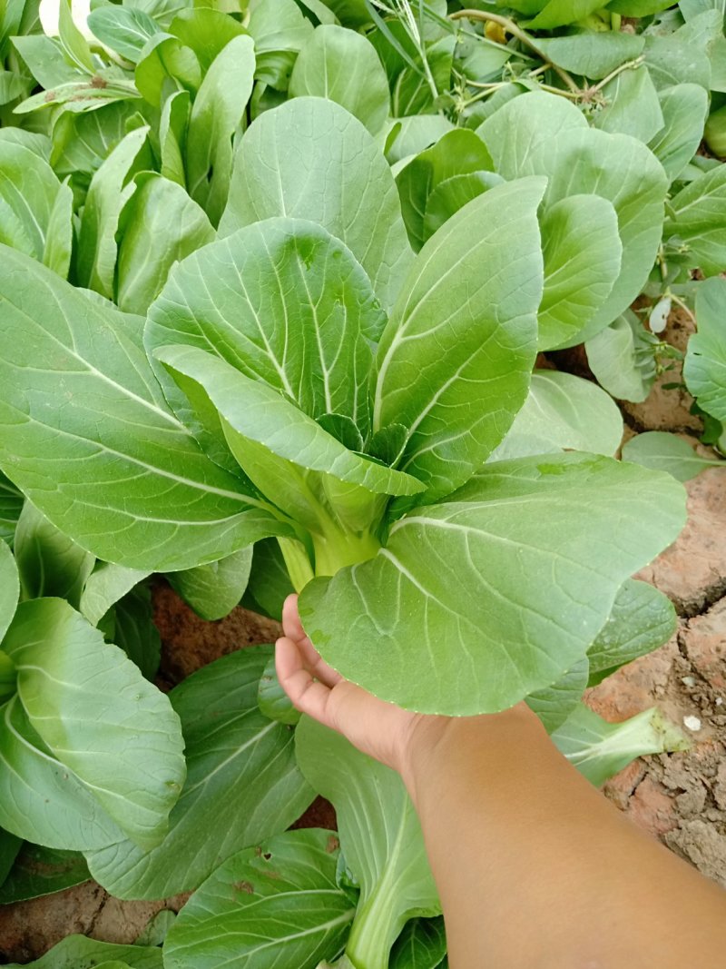 青梗菜2两以上