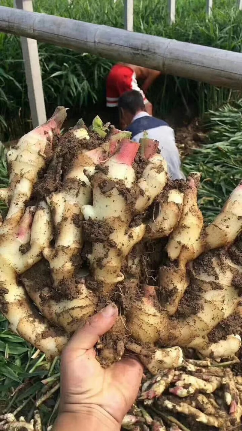 山东鲜姜基地，现刨现挖，保证质量，量大价优