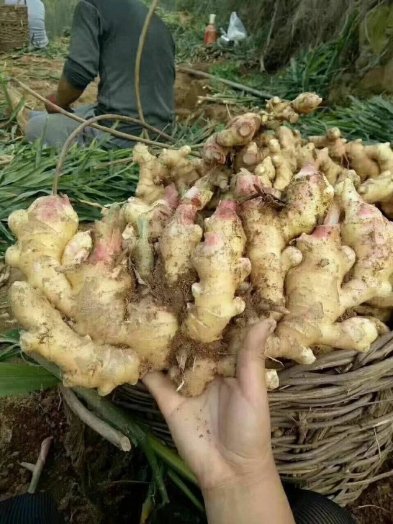 山东鲜姜基地，现刨现挖，保证质量，量大价优