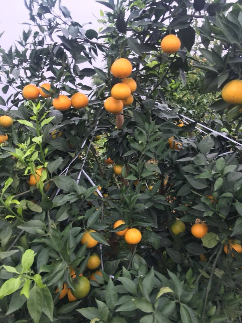 【产地直发】正宗四川丹棱爱媛橙38号红美人果冻橙一手货源