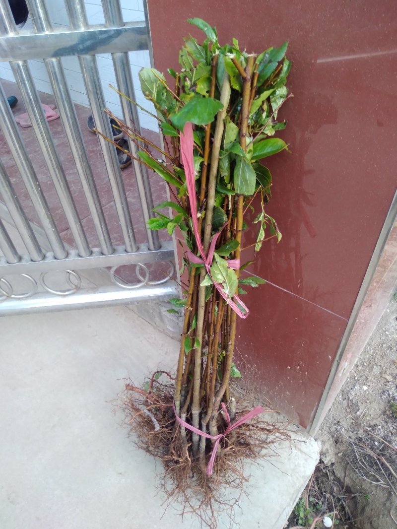 前卫红李子苗基地直供，保证质量，尽快发货
