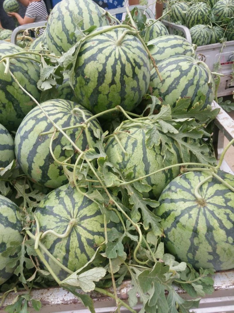 甜瓜苗