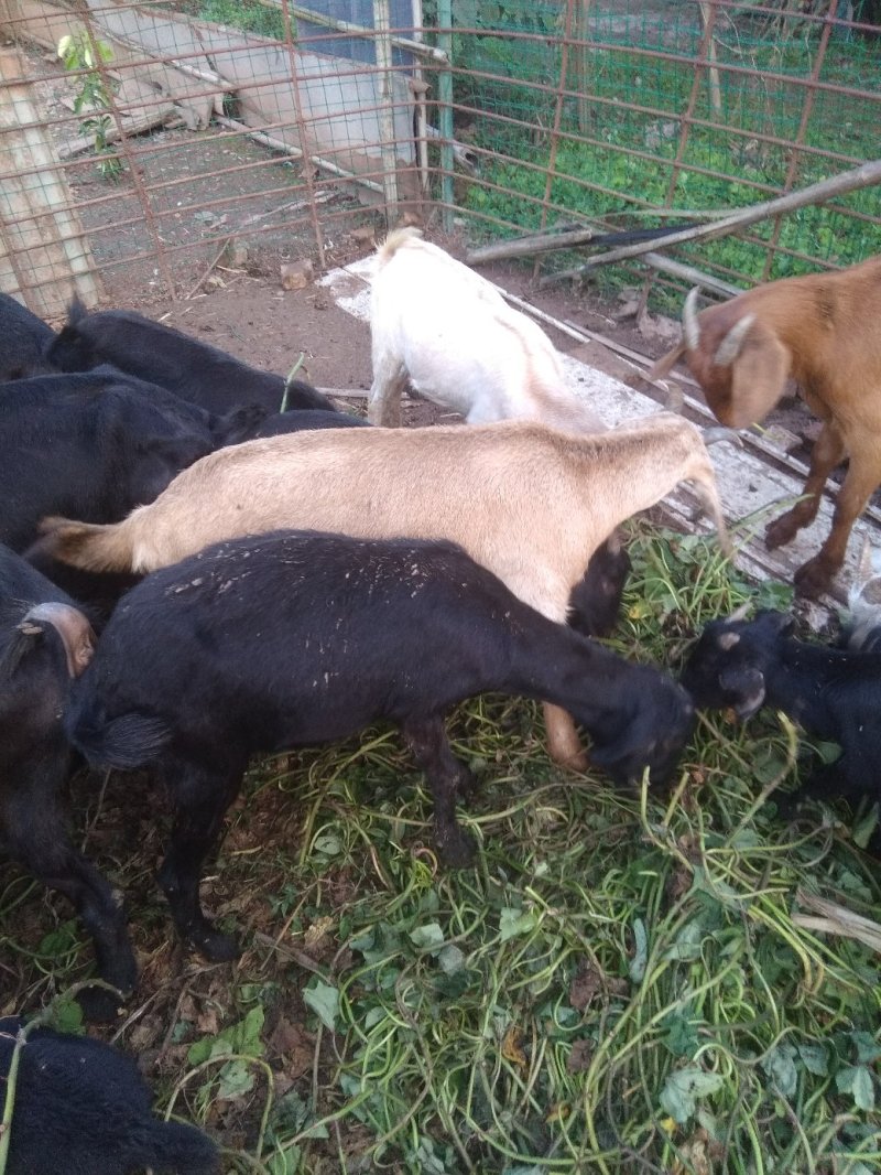 肉羊，群羊