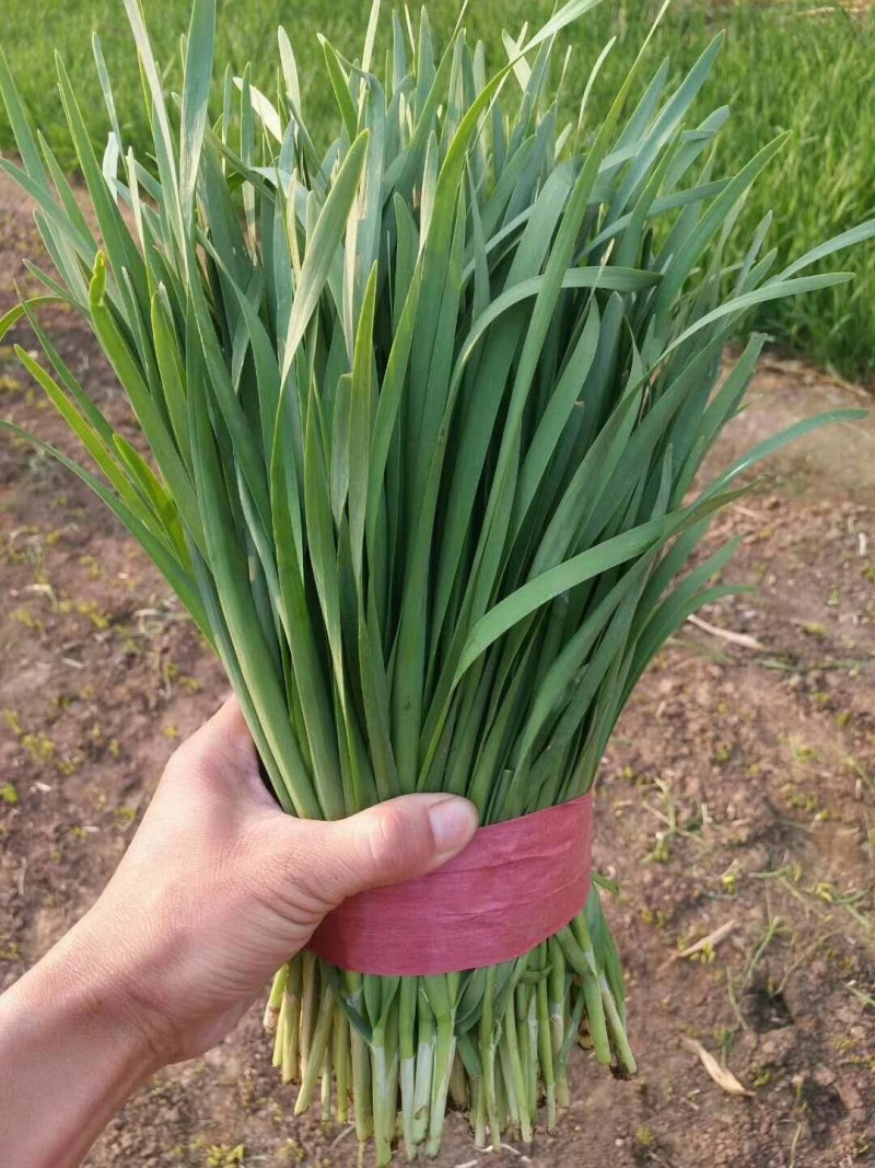 蔬菜