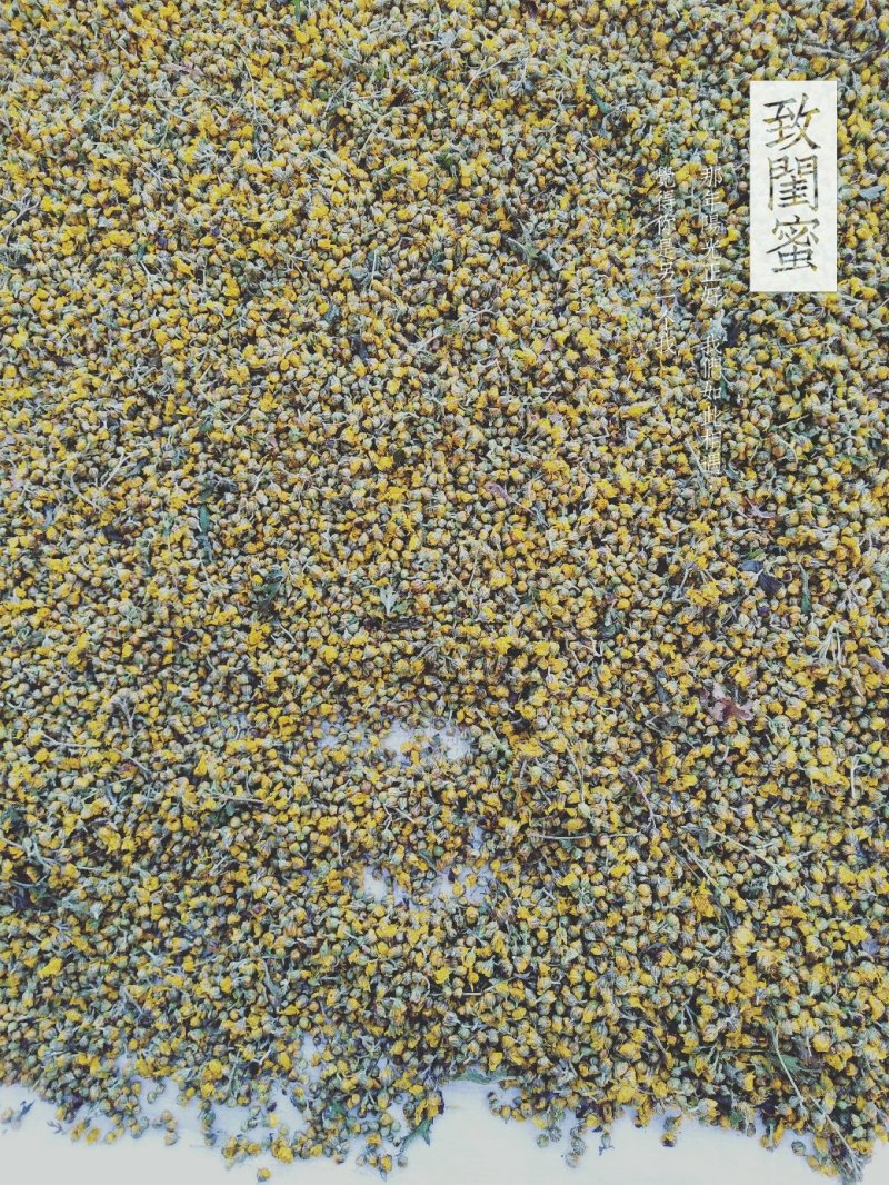 天然野菊花