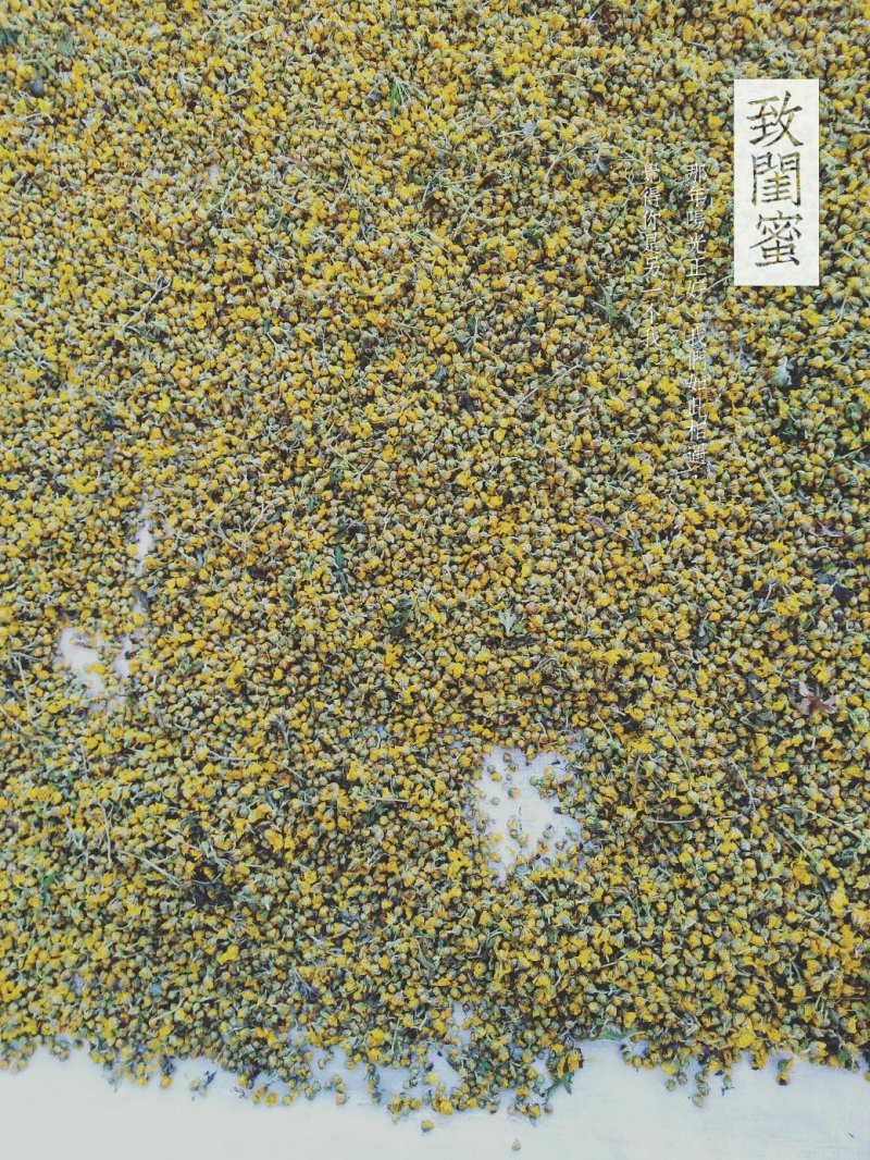 天然野菊花