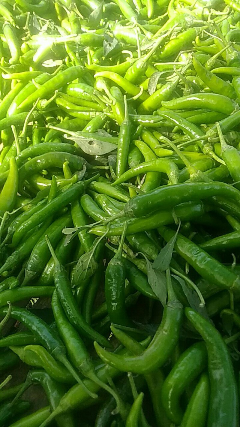 蔬菜