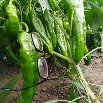 青椒18至25厘米长，价格每市斤1.20元。