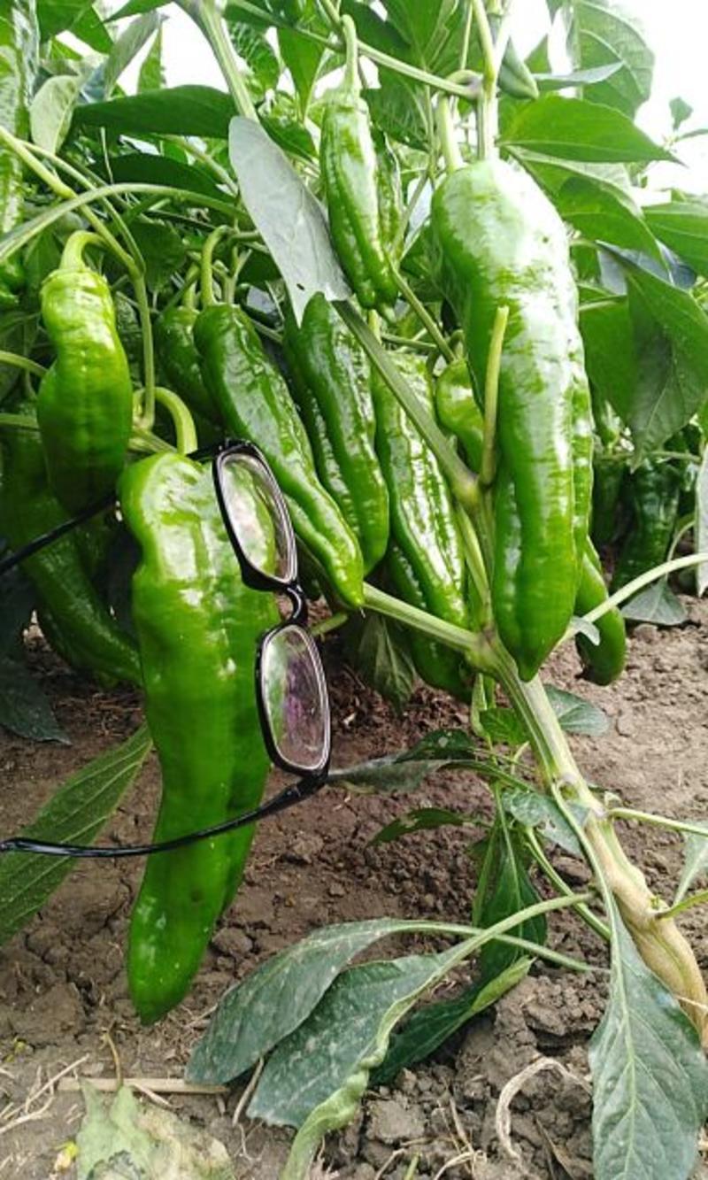 青椒18至25厘米长，价格每市斤1.20元。