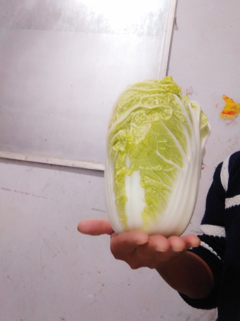 娃娃菜。精品大娃小娃。场地库房齐全。保质保量。欢迎采购。
