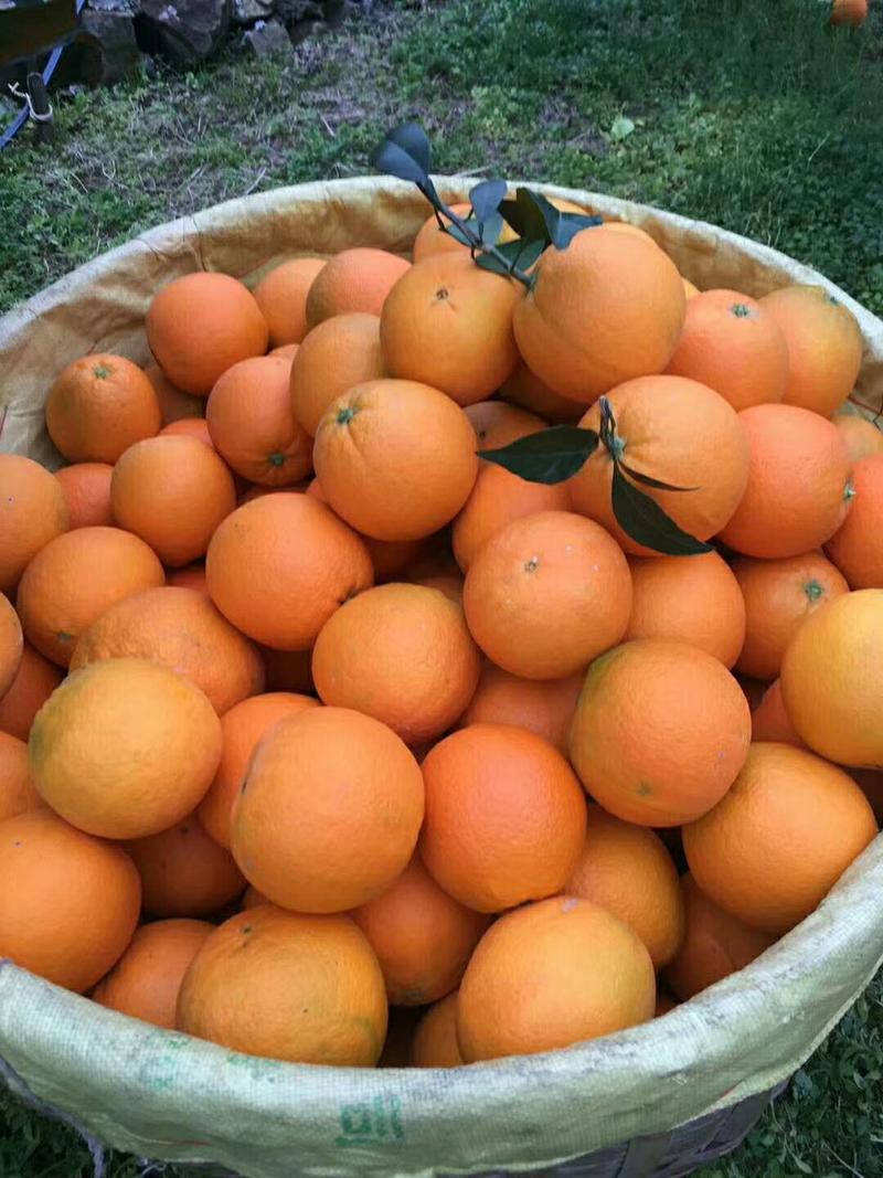 甜橙自家果园，品种齐全，纽荷尔长虹，圆红，福本，九月红。