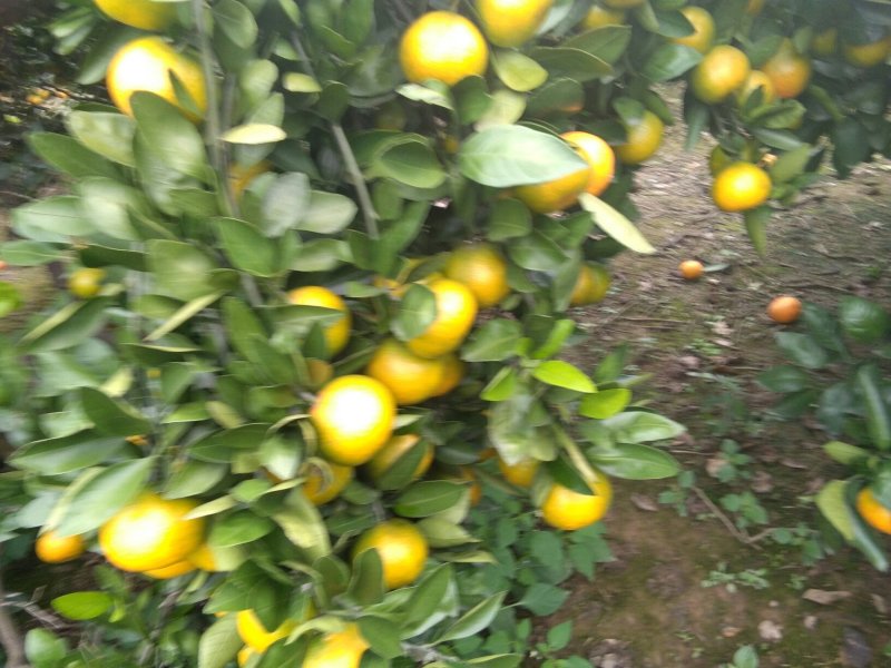 柑桔