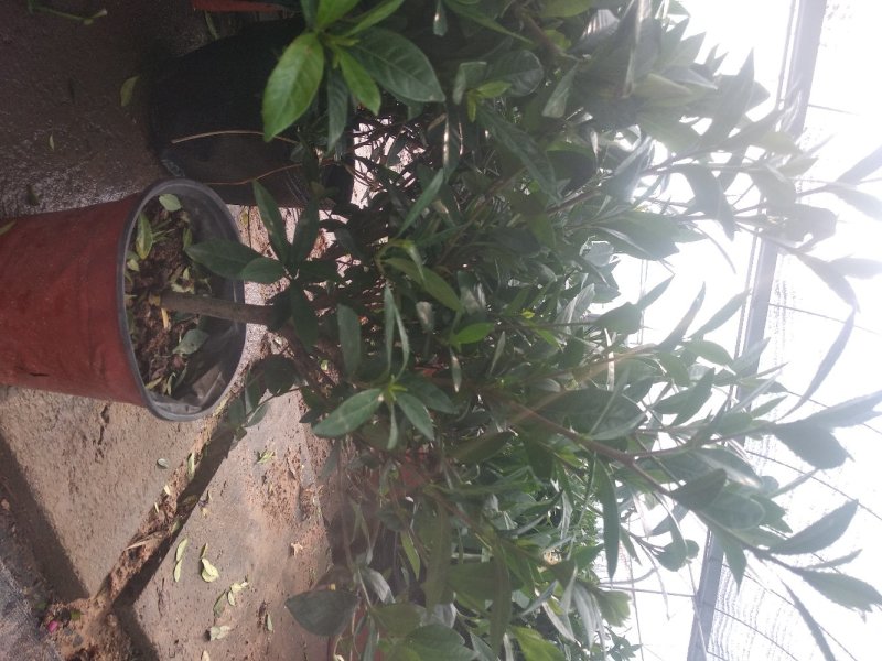 栀子花